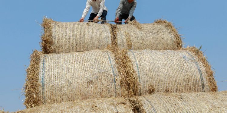 Men tie bundles of wheat to the bed of a truck in Xuyi county, Jiangsu province, China June 3, 2018. (REUTERS)