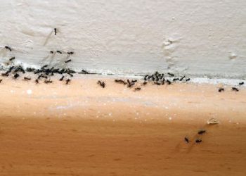 10 natural ways to get rid of ants in houses