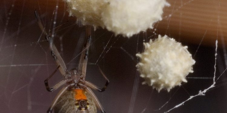 A female Brown Widow spider guards her eggs. (AP Photo/Phil Sandlin)