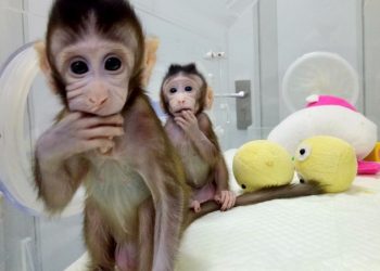 Researchers inserted human versions of MCPH1, a gene that scientists believe plays a role in the development of the human brain, into 11 rhesus monkeys. (Image: Reuters)