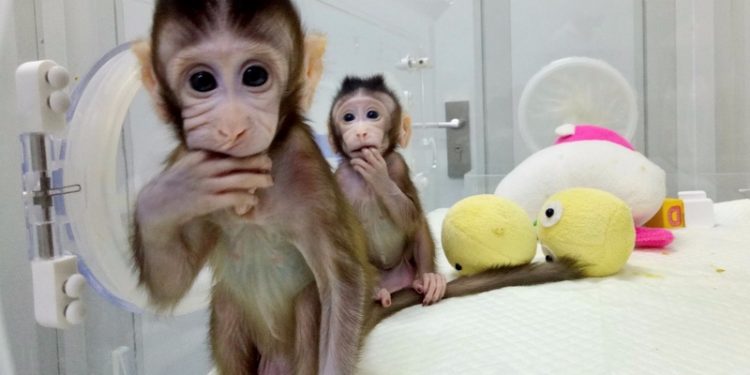 Researchers inserted human versions of MCPH1, a gene that scientists believe plays a role in the development of the human brain, into 11 rhesus monkeys. (Image: Reuters)