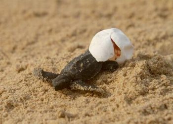 In the past 72 hours, millions of turtle hatchlings, have emerged from the eggs, which were buried in the sand, and crawled towards the sea, the Divisional Forest Officer (DFO) said (File photo)