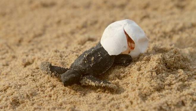 In the past 72 hours, millions of turtle hatchlings, have emerged from the eggs, which were buried in the sand, and crawled towards the sea, the Divisional Forest Officer (DFO) said (File photo)