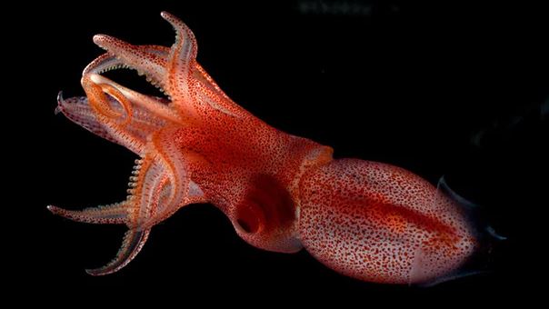 Next-gen heat regulating blanket made from squid skin - OrissaPOST