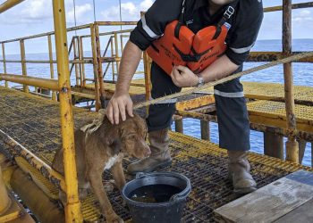 In this Friday, April 12, 2019, photo, a dog sits on an oil rig after being rescued in the Gulf of Thailand. "Survivor" the dog is safely back on land after being found by oil rig workers swimming about 220 kilometers (135 miles) from shore in the Gulf of Thailand. Chevron Thailand worker Vitisak Payalaw posted on Facebook that the dog was sighted last Friday swimming toward the platform. Vitisak says the pup clung to the platform below deck without barking or whimpering. The workers think the dog fell off a fishing trawler.(Vitisak Payalaw via AP)