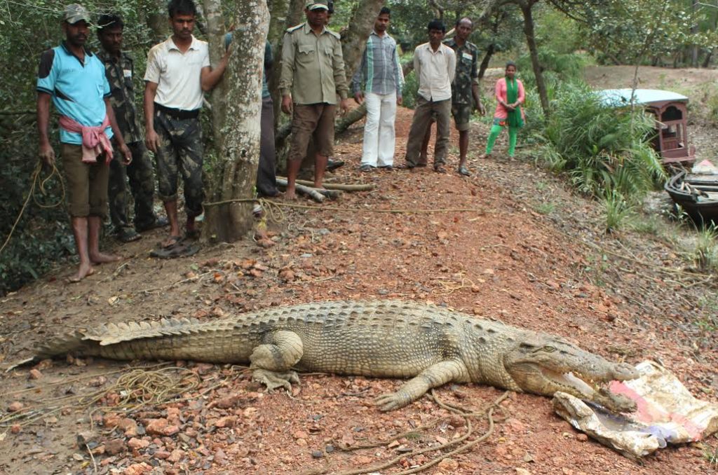 Boars, crocs poll issues in Rajnagar, Mahakalapada