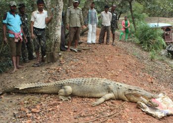 Boars, crocs poll issues in Rajnagar, Mahakalapada