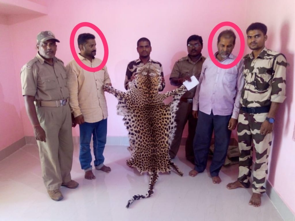 Leopard hide seized from temple