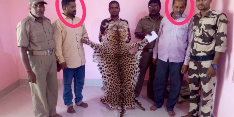 Leopard hide seized from temple