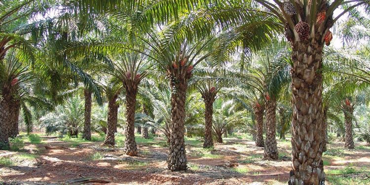 Palm plantation need of the hour to save weaver birds