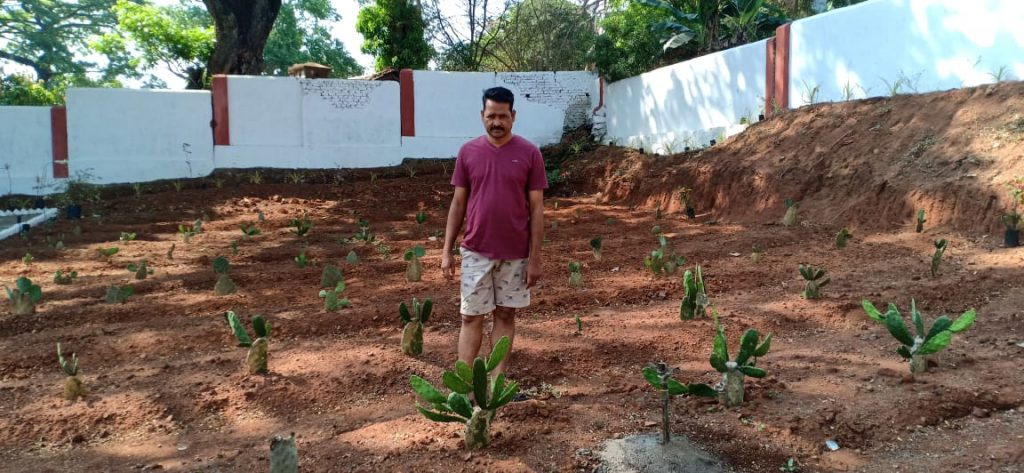 Cactus farming pilot project launched