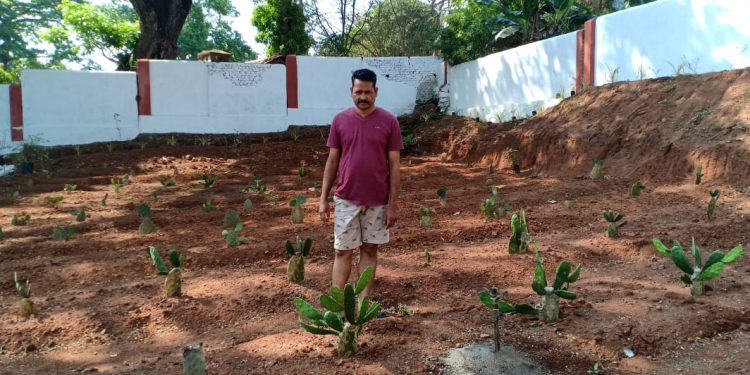 Cactus farming pilot project launched