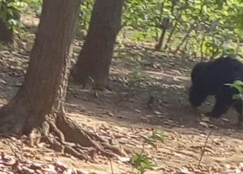 Bear enters village, driven back into forest