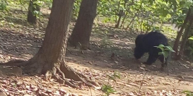 Bear enters village, driven back into forest