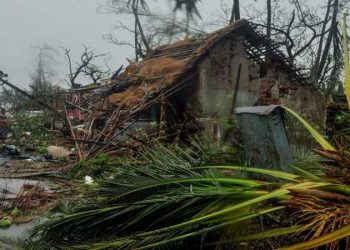 About 14 lakh trees, including thousands of coconut and mango trees, were uprooted by cyclone Fani. (Image: PTI)