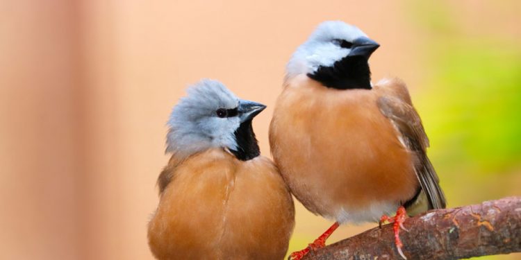 The black-throated finch