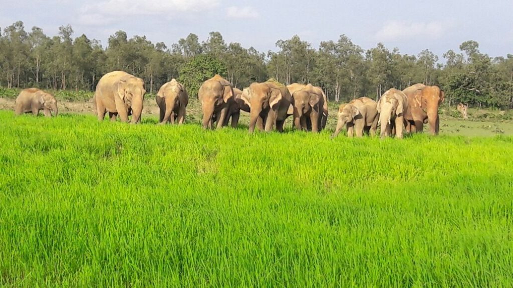 Death due to jumbo attack, NHRC moved