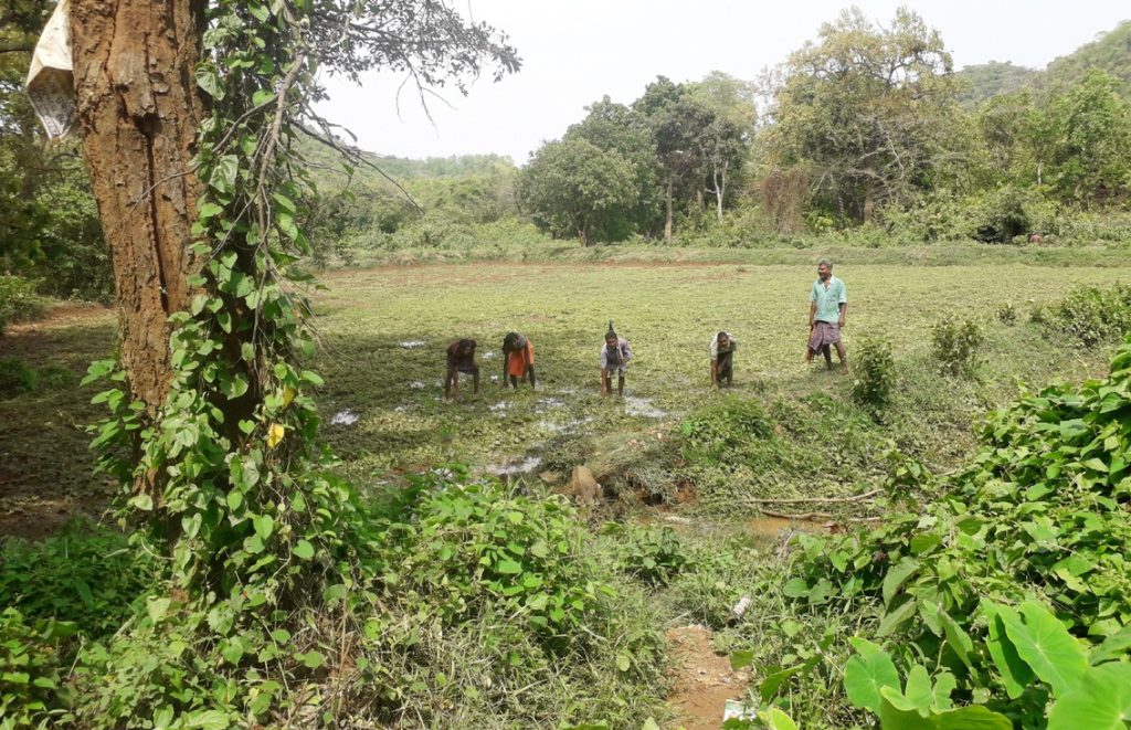 Fani damages rabi crops in Balasore