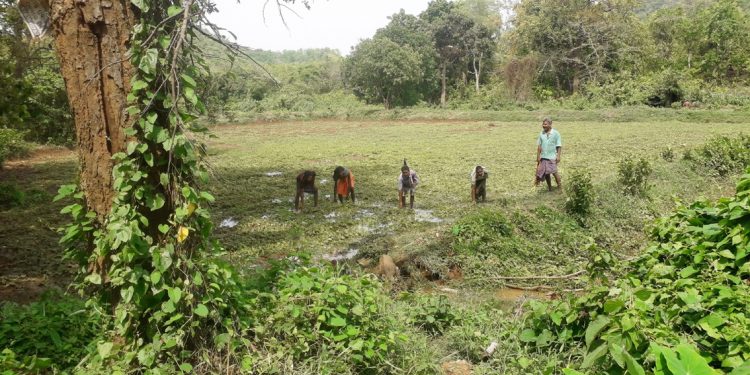 Fani damages rabi crops in Balasore