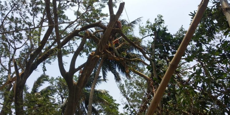 Man gets stuck on tree for two hours; rescued