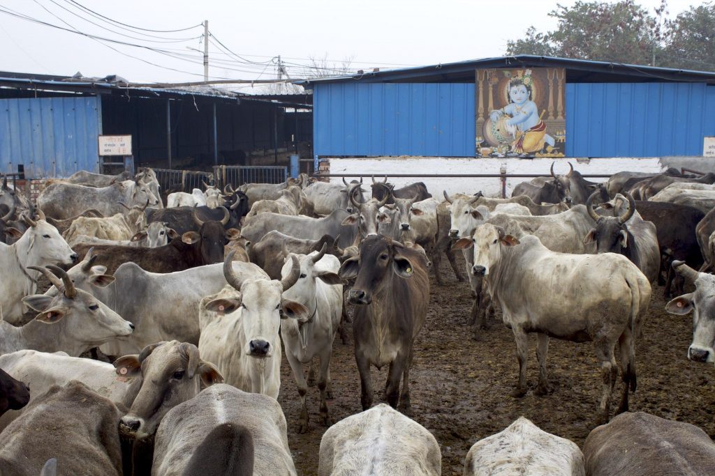 Man held in Ayodhya for raping cows