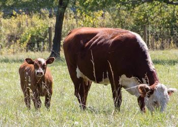 Disgruntled farmers let loose their cattle