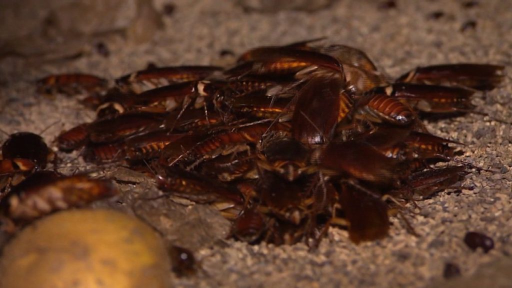 Here people drink ‘cockroach tonic’ to get rid of stomach aches