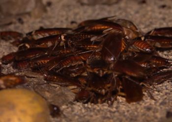 Here people drink ‘cockroach tonic’ to get rid of stomach aches