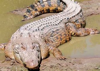 Albino crocodile Gauri leads a solitary life