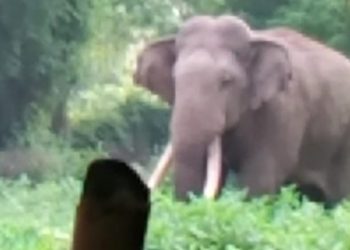 Night patrolling mounted for jumbo herd