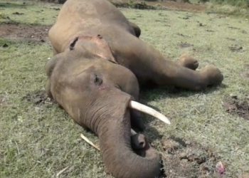 Elephant electrocuted