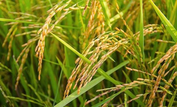 Indigenous paddy varieties facing extinction