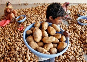 Discontentment among Jajpur potato to farmers