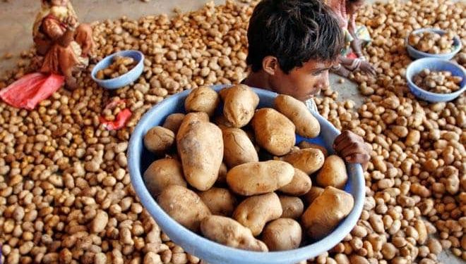 Discontentment among Jajpur potato to farmers