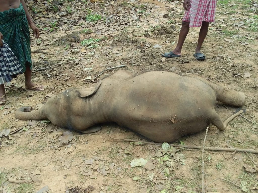 Elephant calf found dead in Kandhamal