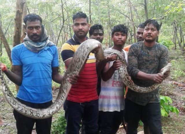 10-ft long python rescued - OrissaPOST