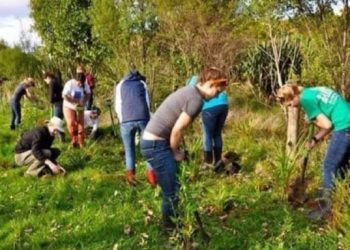 Here you have to plant 10 trees to graduate from college