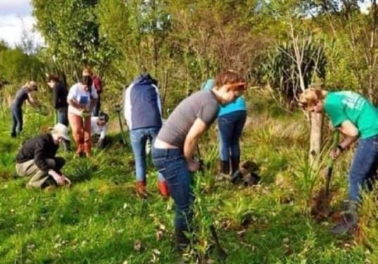 Here you have to plant 10 trees to graduate from college