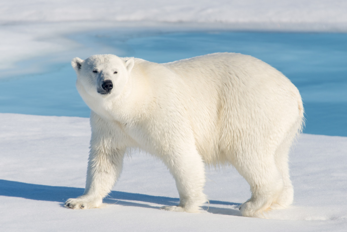 Polar Bears Inspire New Heat Insulating Material Orissapost