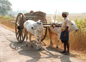 Modernisation robs bullock cart of its romanticism