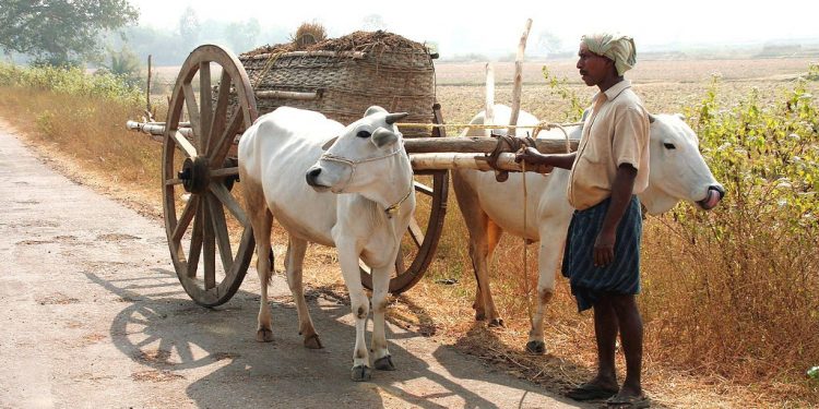 Modernisation robs bullock cart of its romanticism