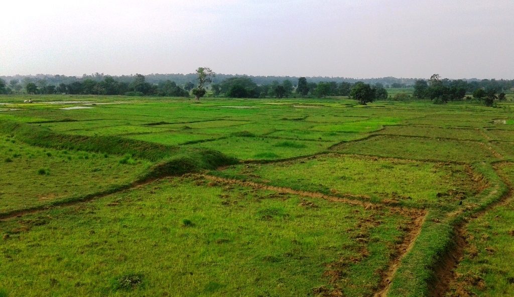 Inadequate rains hit paddy farmers in Keonjhar district