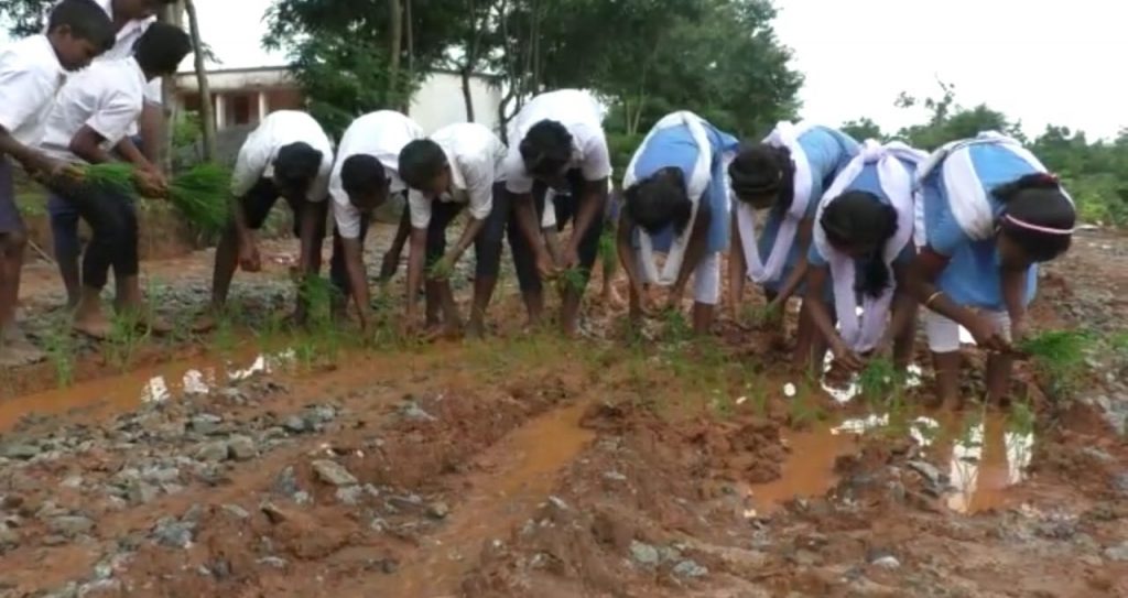 Schoolkids plant paddy saplings on muddy roads