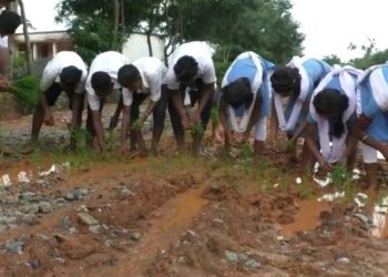 Schoolkids plant paddy saplings on muddy roads