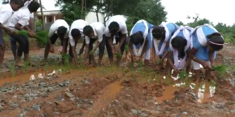 Schoolkids plant paddy saplings on muddy roads