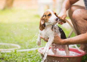 Pet care in monsoon