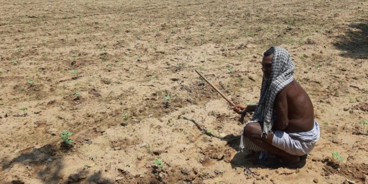 Drought spectre stalks Rayagada district