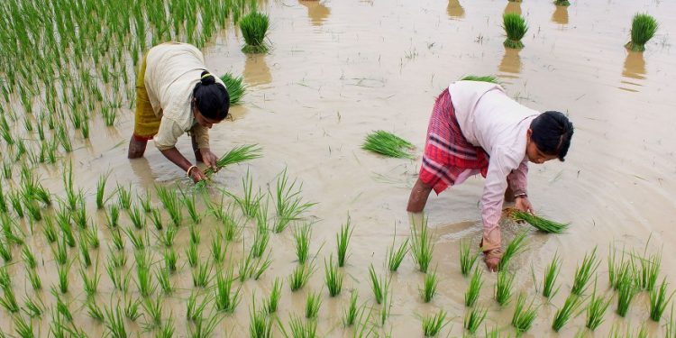 Balurghat: Farmers plant rice saplings in a paddy field during monsoon season at a village near Balurghat, in South Dinajpur district of West Bengal, Saturday, July 13, 2019. (PTI Photo) (PTI7_13_2019_000083B)