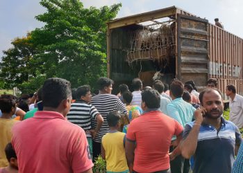 Cattle carrying truck overturns