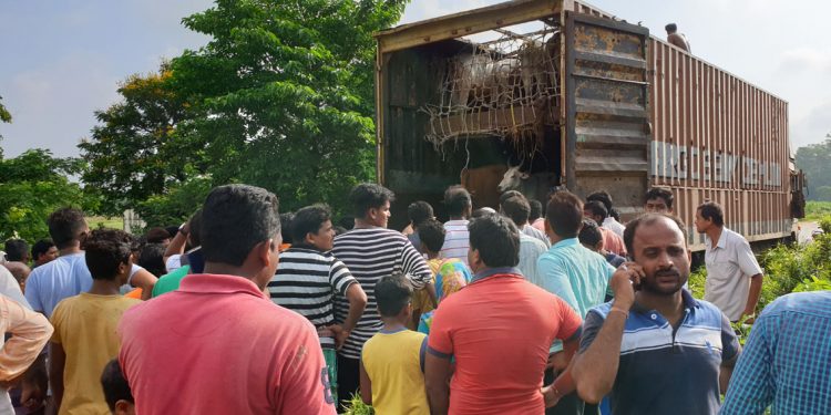 Cattle carrying truck overturns